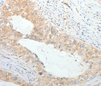 PRPH Antibody