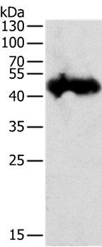 PGC Antibody