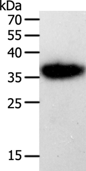 PLAUR Antibody