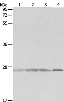 PRDX3 Antibody
