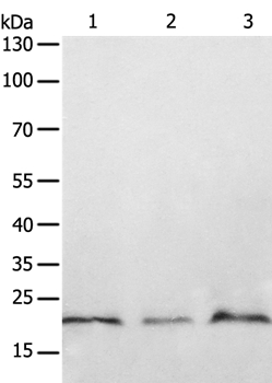 PTP4A2 Antibody