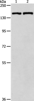 PTCH1 Antibody
