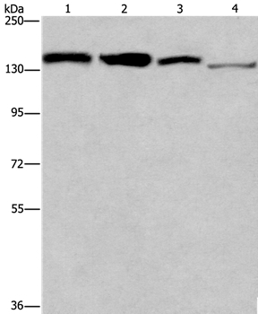 RAD54L2 Antibody
