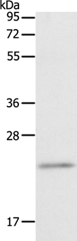 RGS2 Antibody