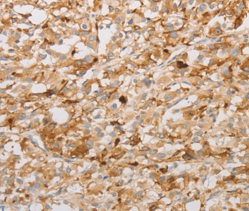 S100A1 Antibody