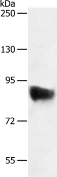 SEMA3G Antibody