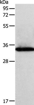 SIRT4 Antibody