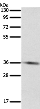 SULT1E1 Antibody