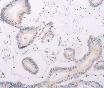 MAP3K12 Antibody