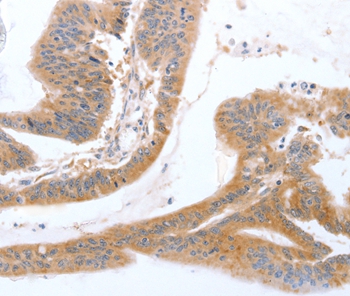 TGFA Antibody