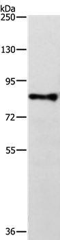 TRAF3IP1 Antibody