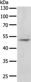 TERF1 Antibody