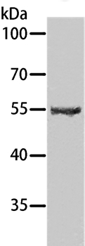 SPATA6 Antibody