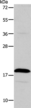 TSLP Antibody