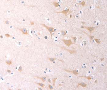SCGB1A1 Antibody
