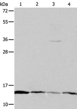 ATPIF1 Antibody