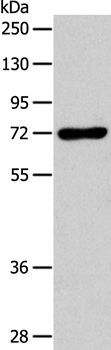 IL18RAP Antibody
