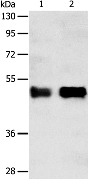 SERPINA5 Antibody