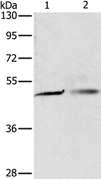 PGBD4 Antibody