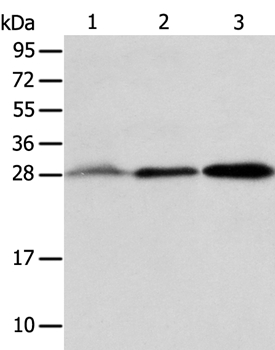 ALKBH2 Antibody