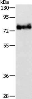 ABLIM1 Antibody