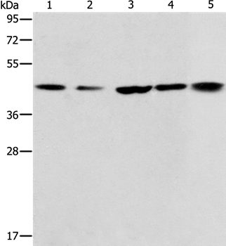 ACAA2 Antibody
