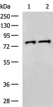 ACAD11 Antibody