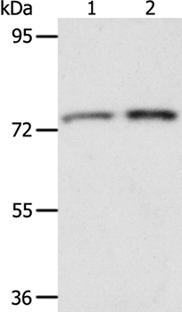 ACOX2 Antibody