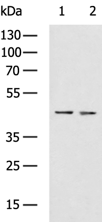 ACTL8 Antibody