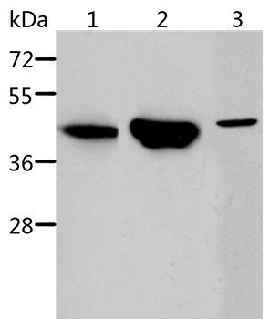 ACY1 Antibody