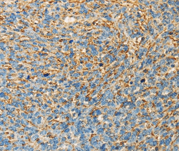 APOA4 Antibody