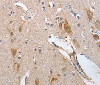NOL3 Antibody