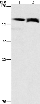 FLT3 Antibody