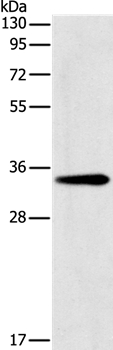GNMT Antibody