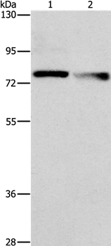 NEK11 Antibody