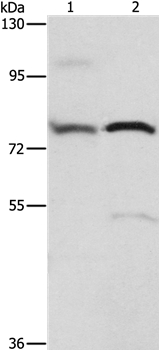 ATXN1 Antibody