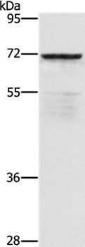 ZMYND11 Antibody