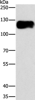 CAST Antibody