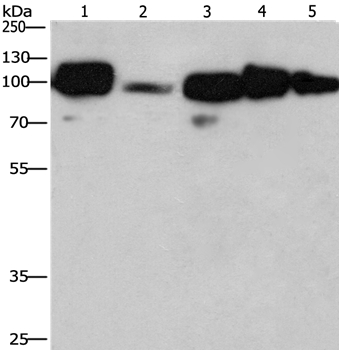 CANX Antibody