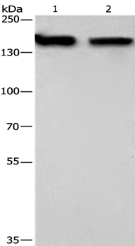 NCAPD2 Antibody