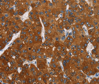 CARD9 Antibody