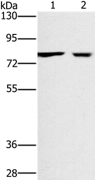 CASC3 Antibody