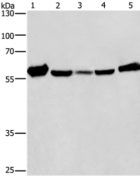 CAT Antibody