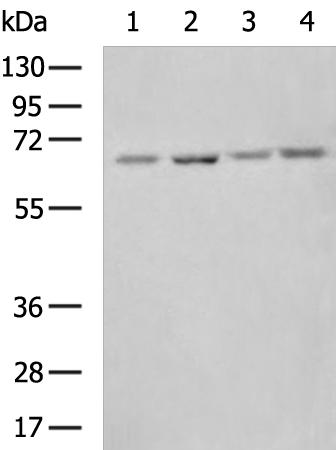 IL2RB Antibody