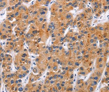 TNFRSF9 Antibody
