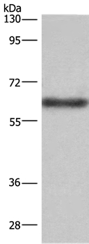 SIGLEC5 Antibody