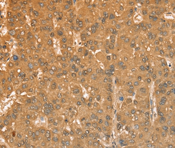 CXCR4 Antibody