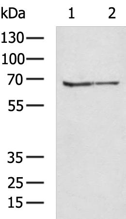 BCAM Antibody