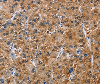 NCR3 Antibody