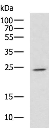 CIDEC Antibody